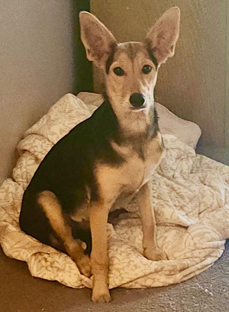 Breanna, a Adoptable mixed breed in Lake Forest, CA image 1/2