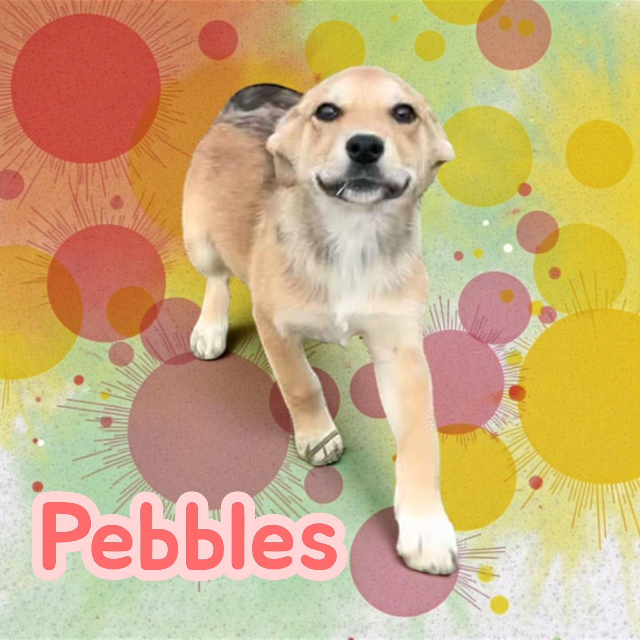 Enlarge Pebbles, a Adoption Pending mixed breed in Asheville, NC image 2/3
