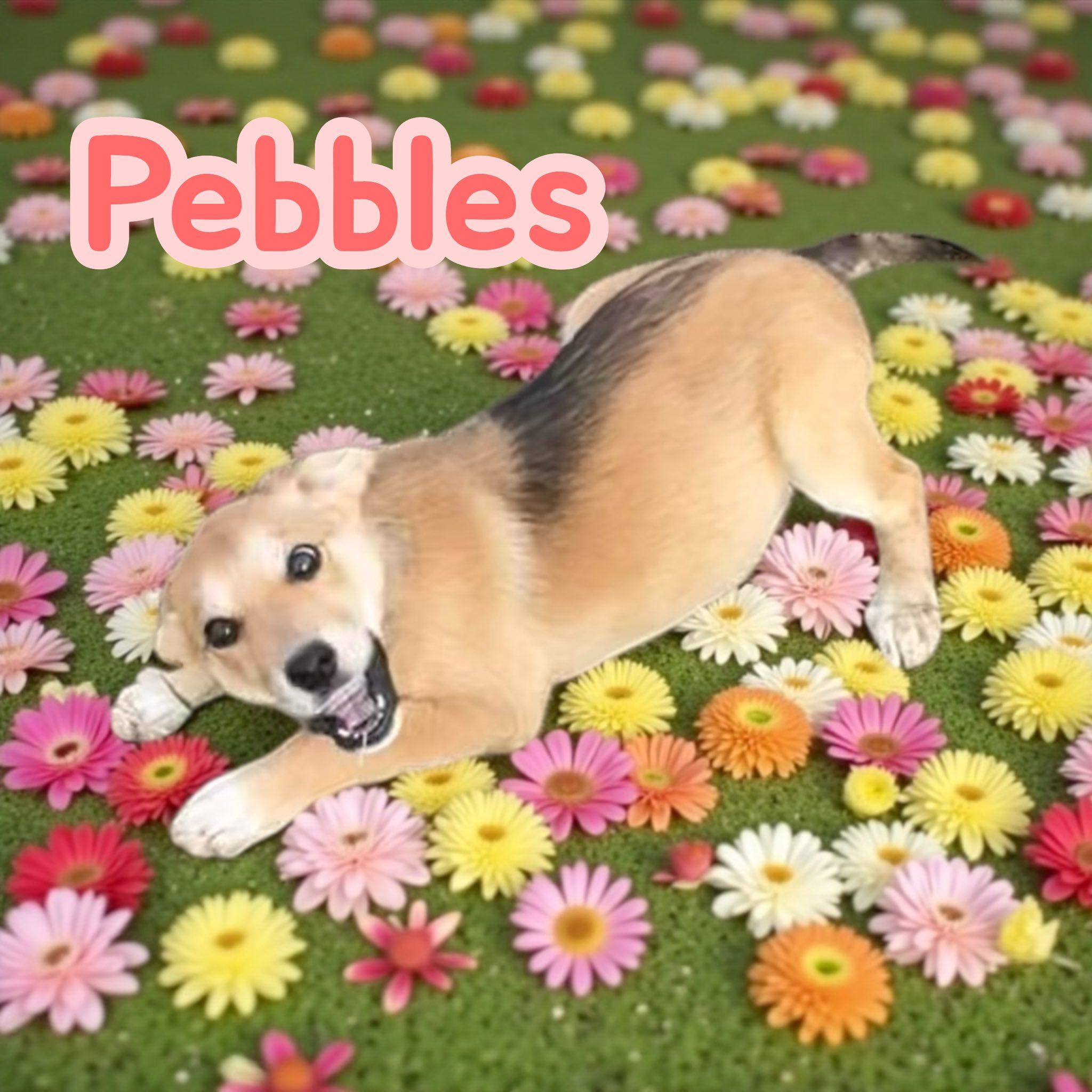 Enlarge Pebbles, a Adoption Pending mixed breed in Asheville, NC image 3/3