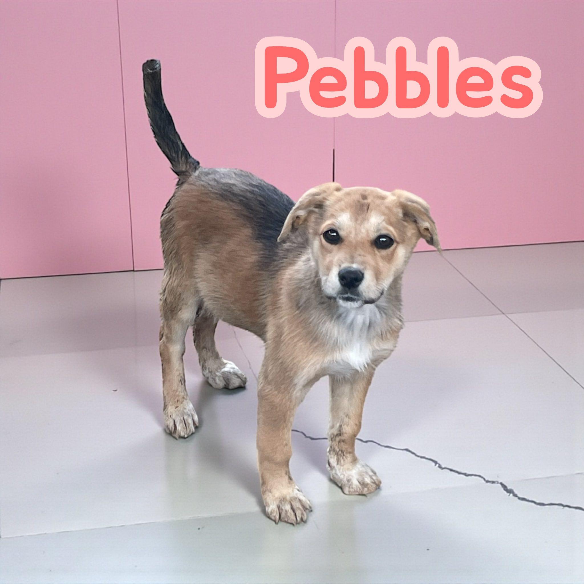 Enlarge Pebbles, a Adoption Pending mixed breed in Asheville, NC image 1/3