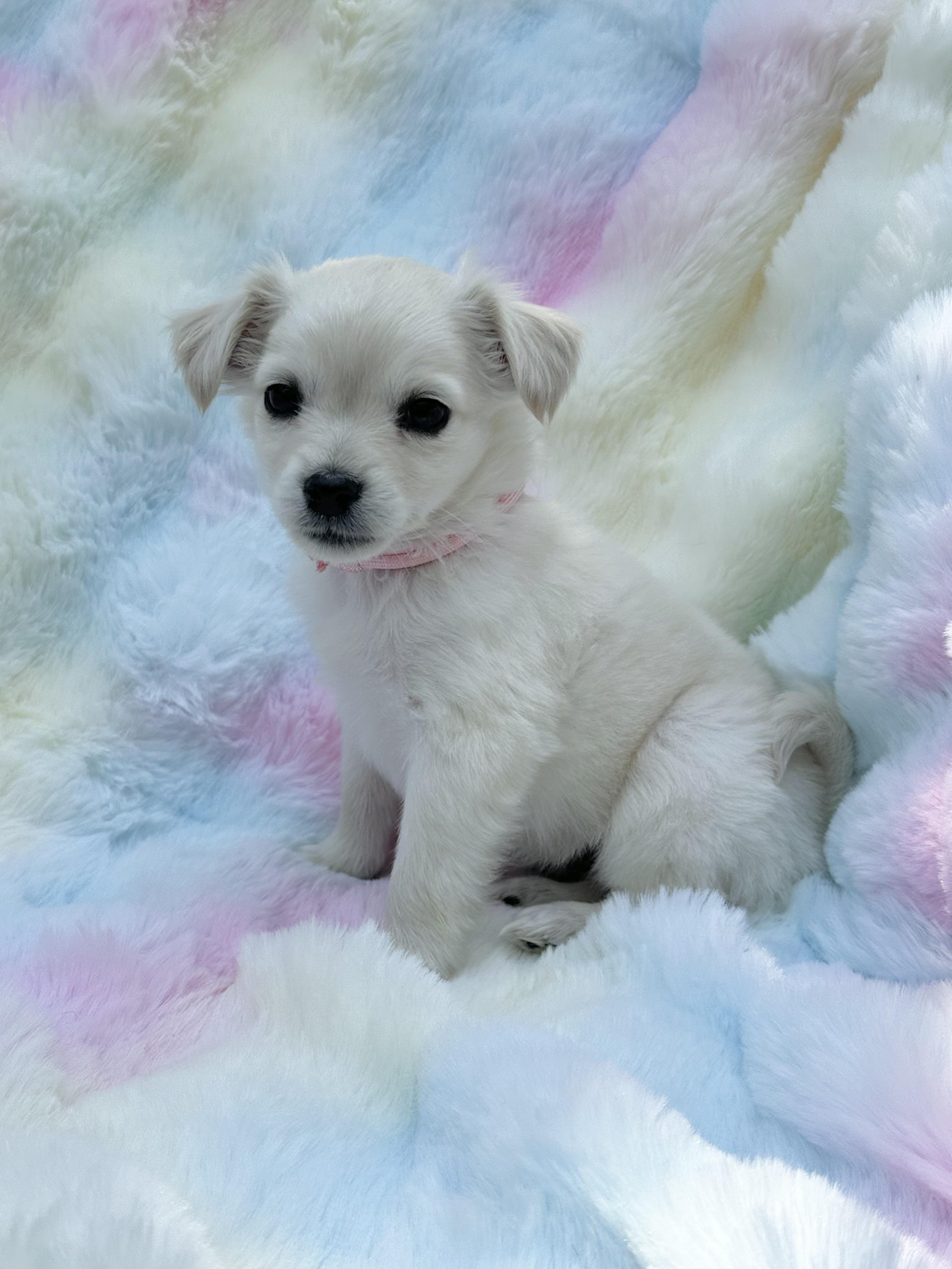 Enlarge Stevie, an adopted mixed breed in Maiden, NC image 1/1