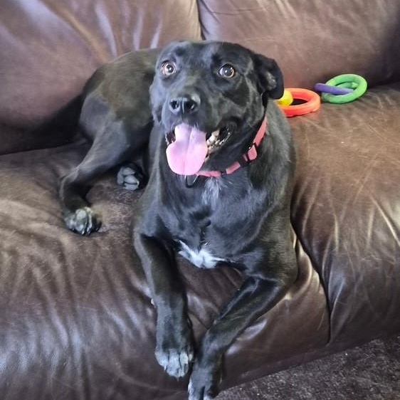Enlarge Pearl, a ADOPTABLE mixed breed in Williston, VT image 1/5