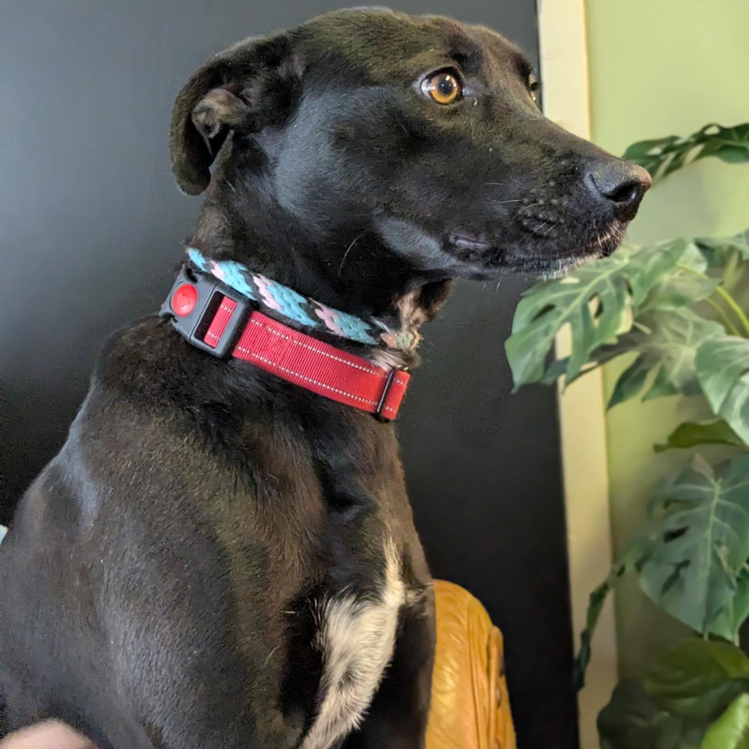 Enlarge Pearl, a ADOPTABLE mixed breed in Williston, VT image 5/6