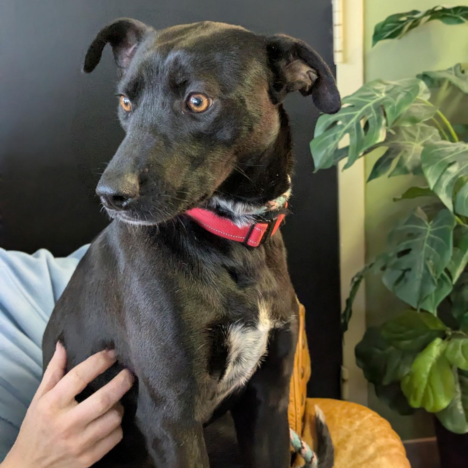 Enlarge Pearl, a ADOPTABLE mixed breed in Williston, VT image 1/6