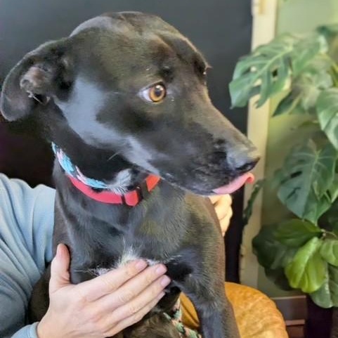 Enlarge Pearl, a ADOPTABLE mixed breed in Williston, VT image 6/6