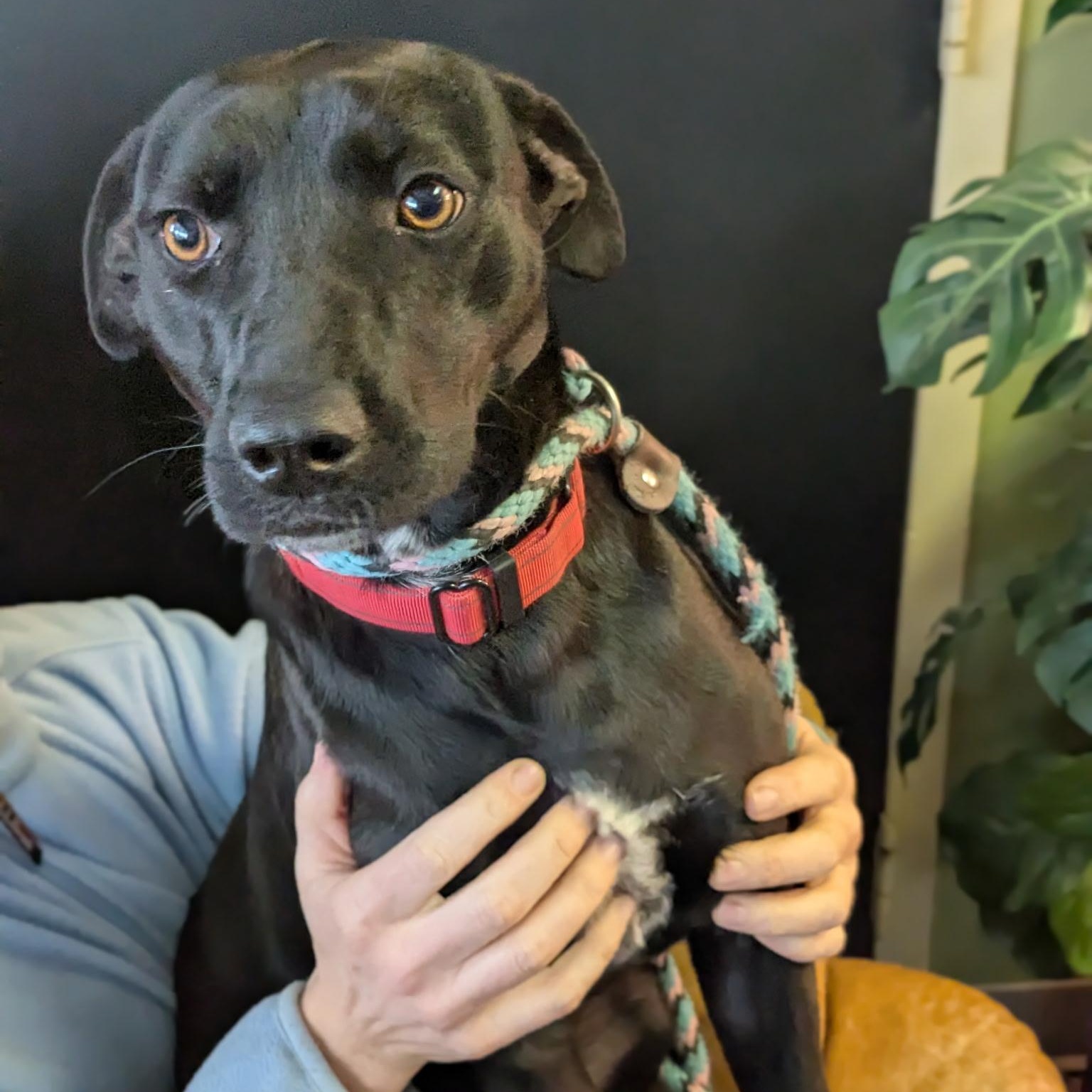 Enlarge Pearl, a ADOPTABLE mixed breed in Williston, VT image 4/6