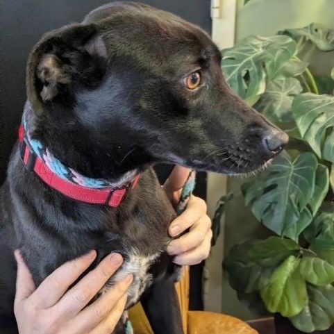 Enlarge Pearl, a ADOPTABLE mixed breed in Williston, VT image 2/6