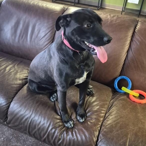 Enlarge Pearl, a ADOPTABLE mixed breed in Williston, VT image 4/5