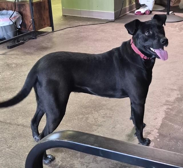 Enlarge Pearl, a ADOPTABLE mixed breed in Williston, VT image 2/5