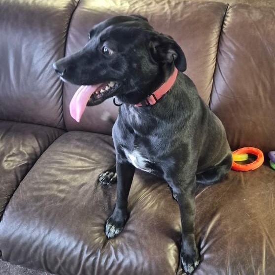 Enlarge Pearl, a ADOPTABLE mixed breed in Williston, VT image 3/5