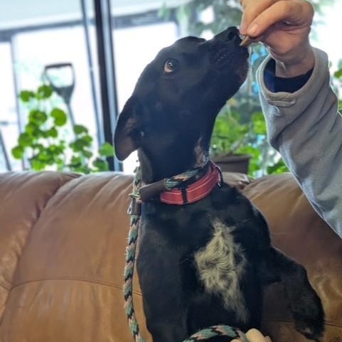 Enlarge Pearl, a ADOPTABLE mixed breed in Williston, VT image 3/6