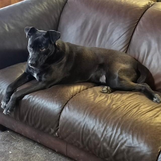 Enlarge Pearl, a ADOPTABLE mixed breed in Williston, VT image 5/5