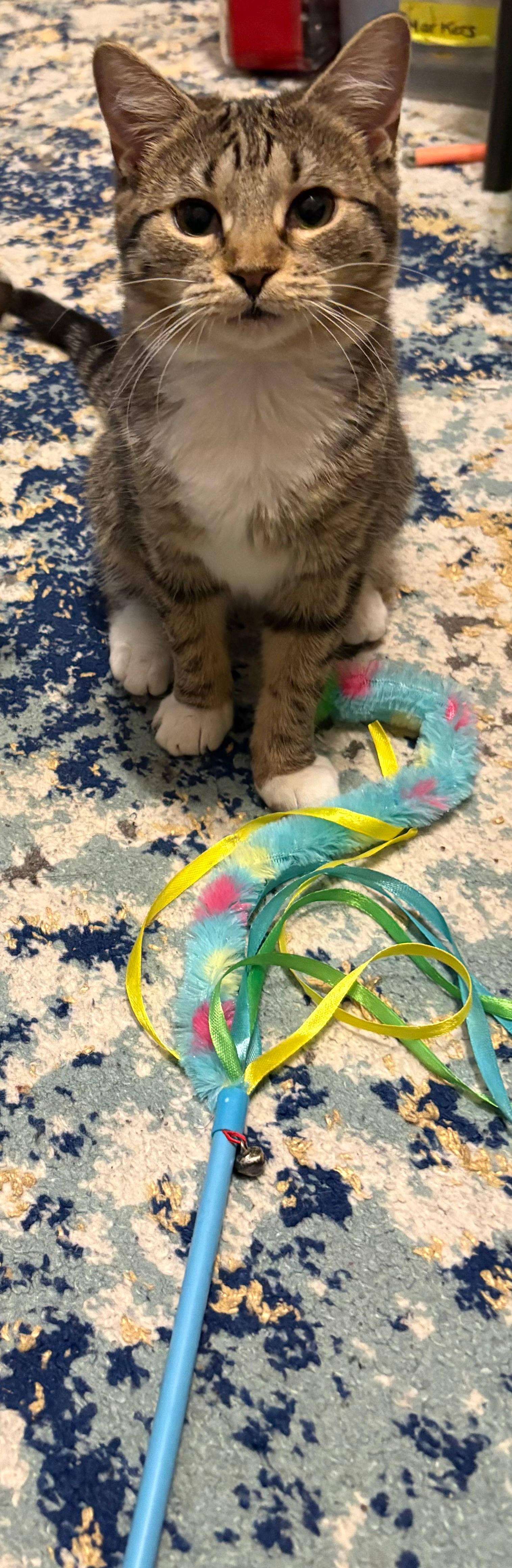 Enlarge Boo, a ADOPTABLE Domestic Short Hair in Melrose, MA image 3/6