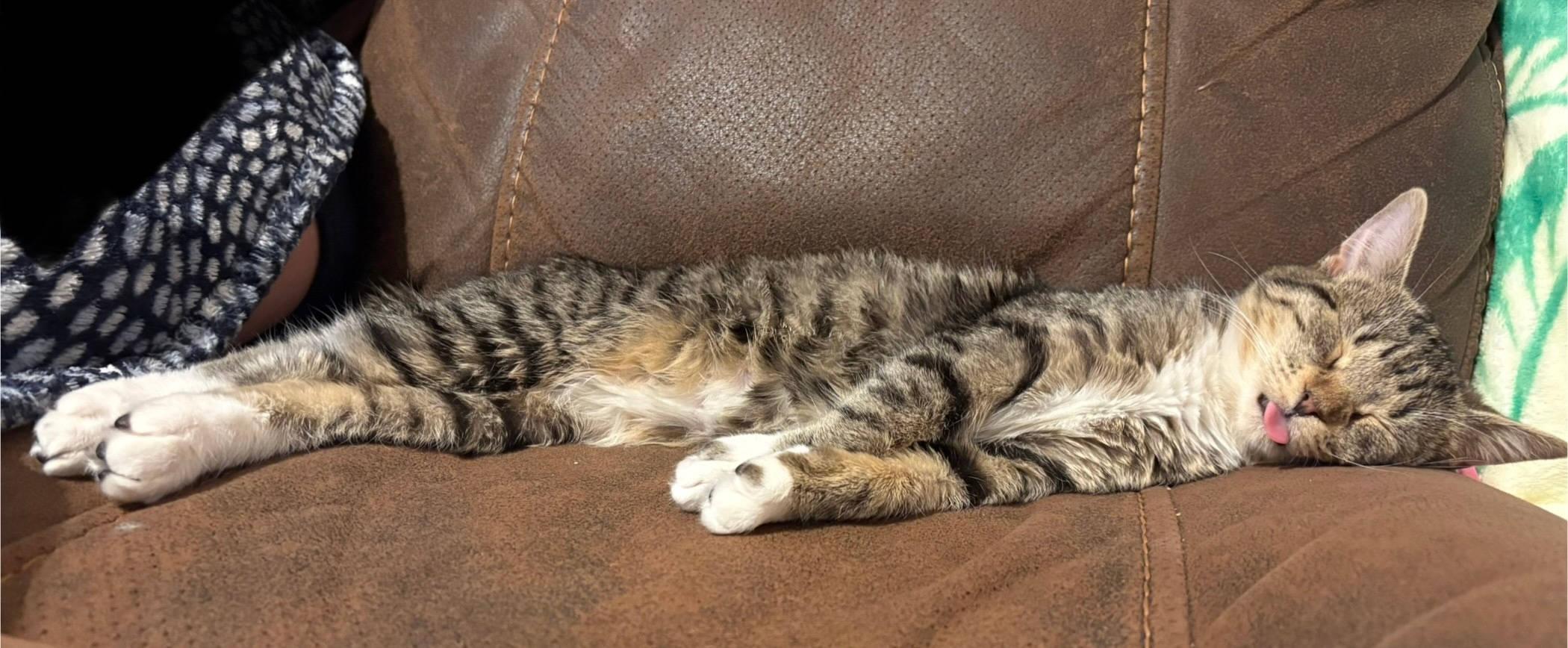 Enlarge Boo, a ADOPTABLE Domestic Short Hair in Melrose, MA image 5/6