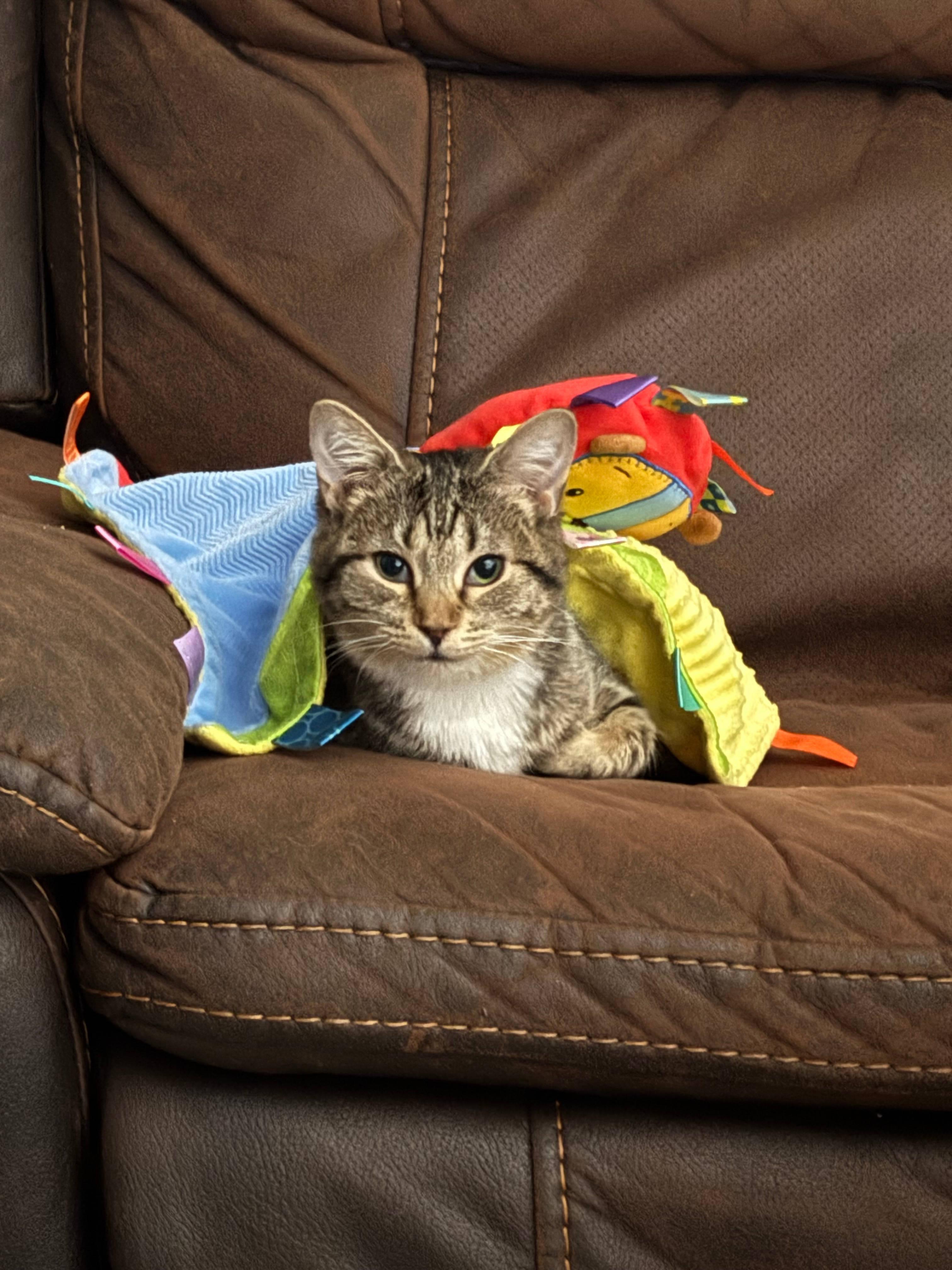 Enlarge Boo, a ADOPTABLE Domestic Short Hair in Melrose, MA image 2/6