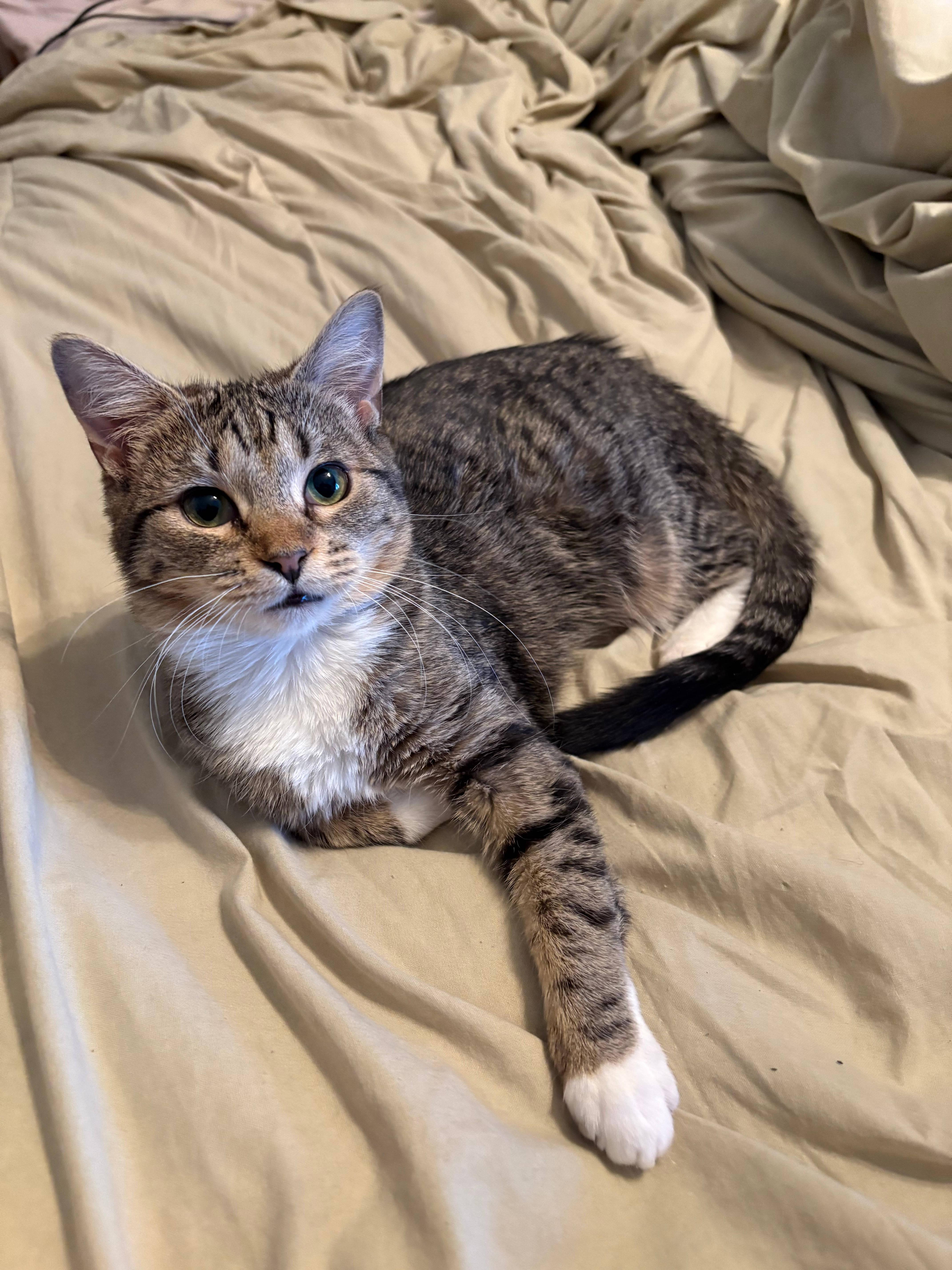 Enlarge Boo, a ADOPTABLE Domestic Short Hair in Melrose, MA image 6/6