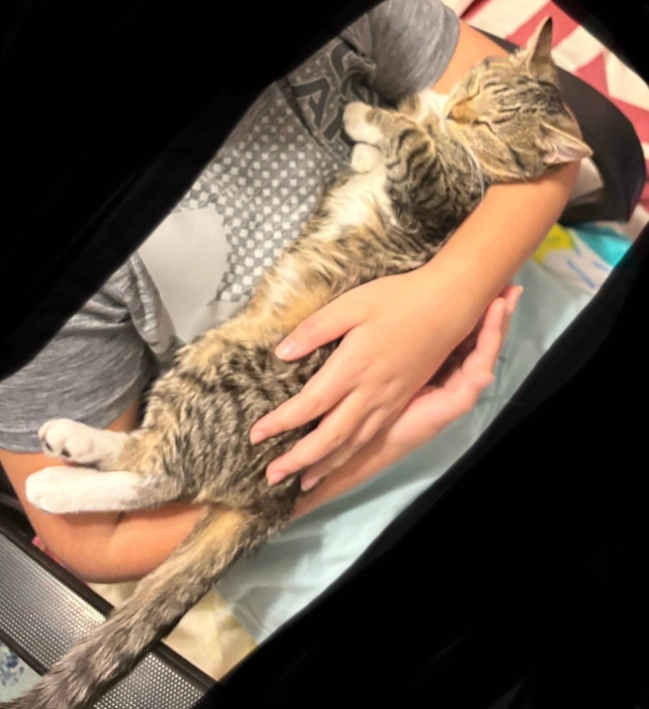 Boo, ADOPTABLE, Kitten Female Domestic Short Hair.