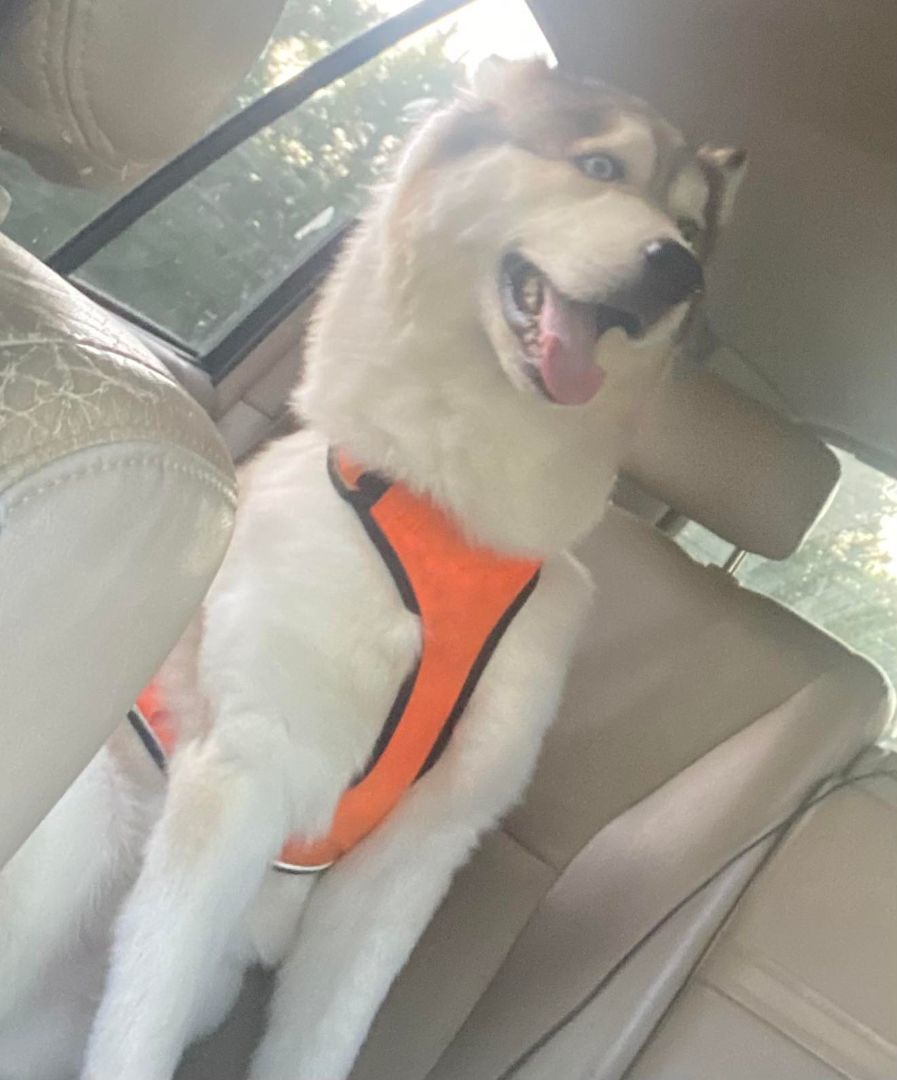 Zeus