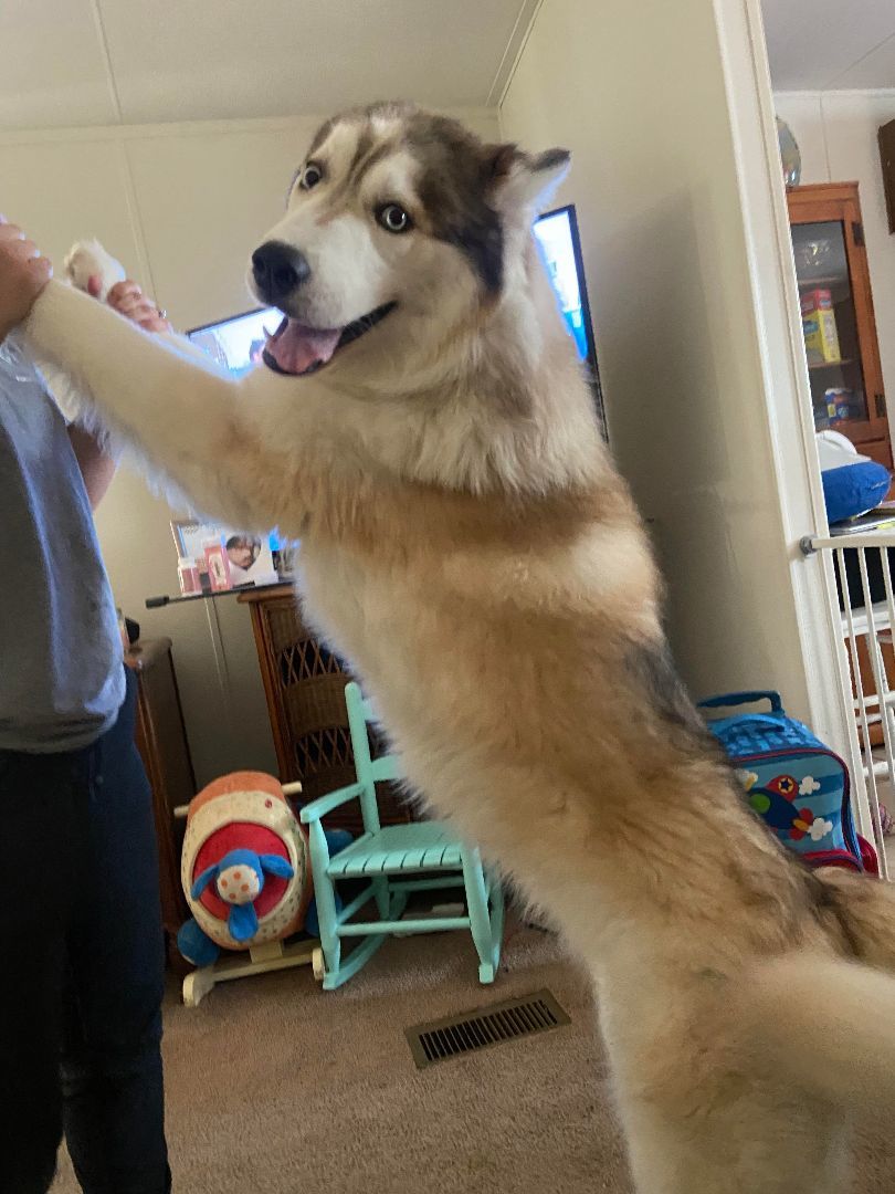 Zeus