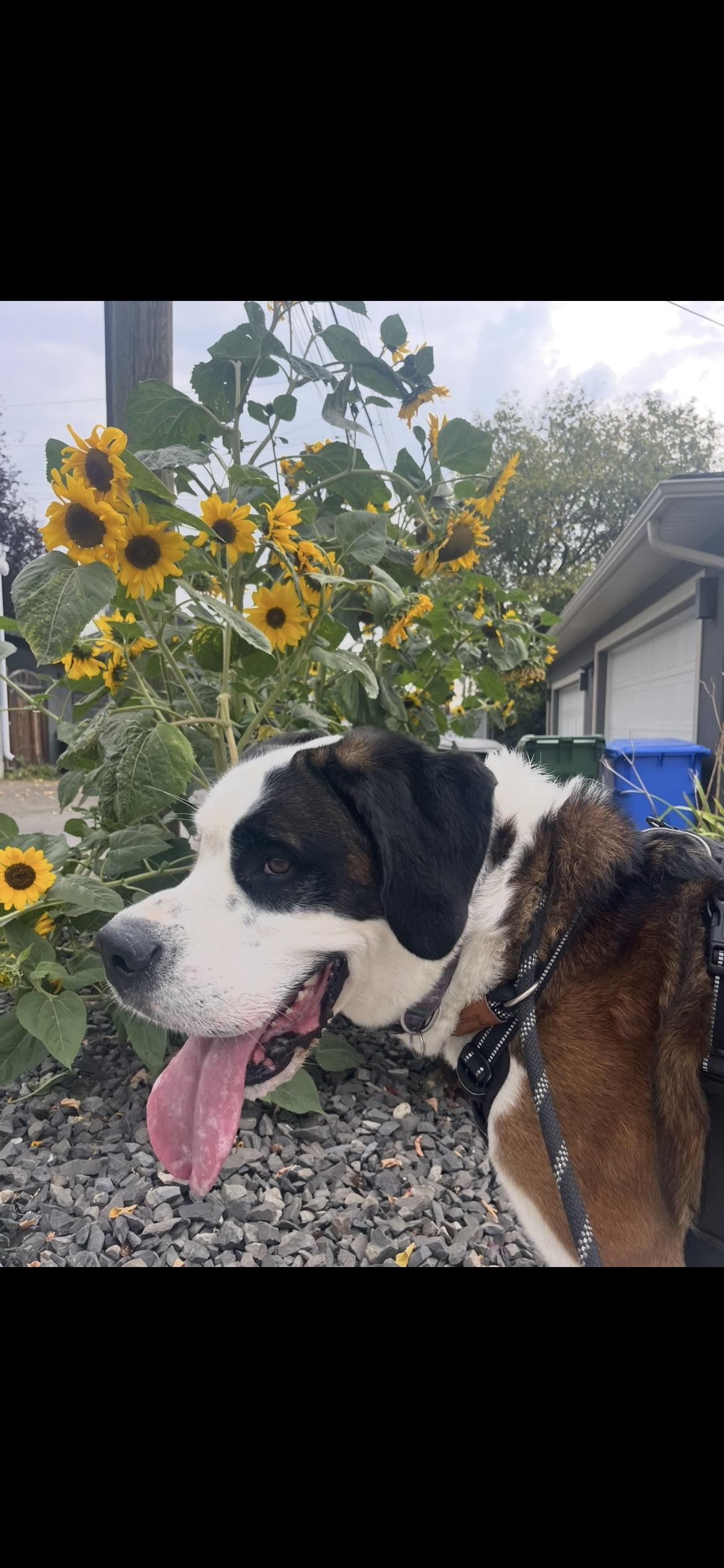 Zeus, an adoptable Saint Bernard in Calgary, AB, T2E 3Z7 | Photo Image 2