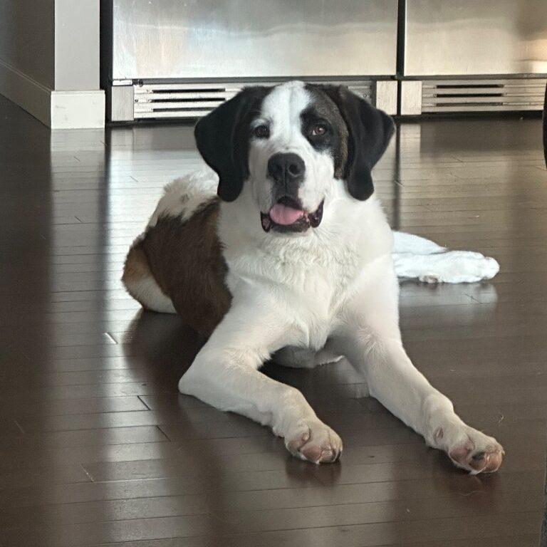 Zeus, a Adoptable Saint Bernard in Calgary, AB image 1/3