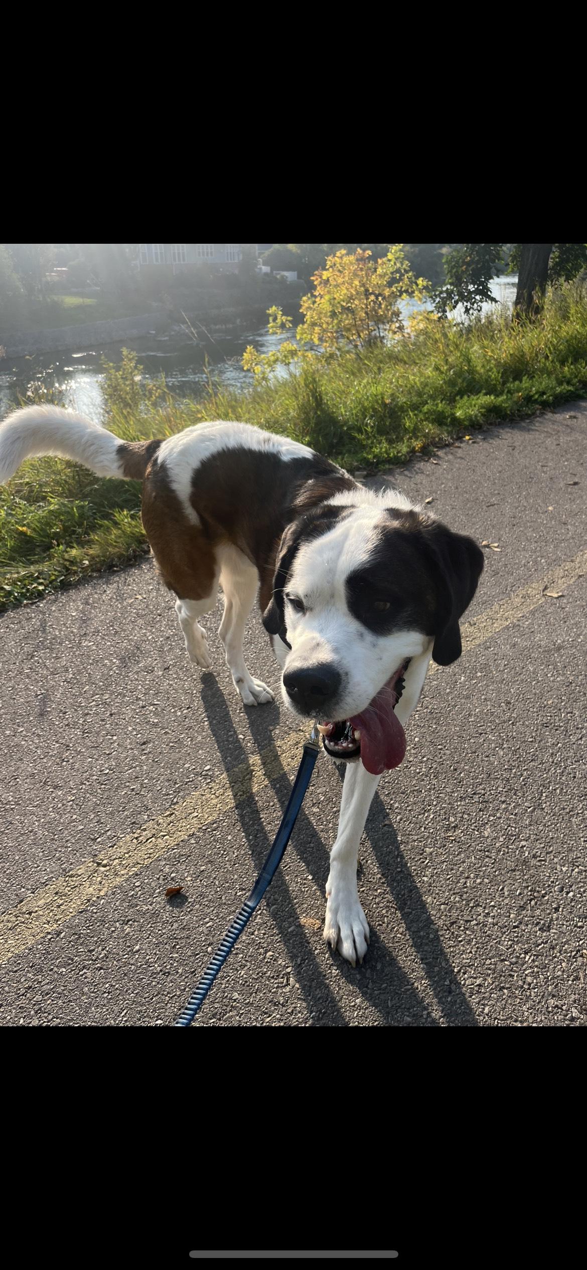 Zeus, a Adoptable Saint Bernard in Calgary, AB image 3/3