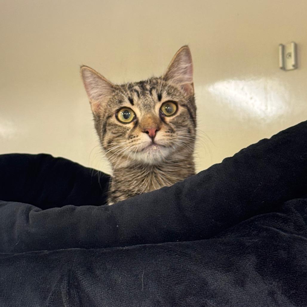 Enlarge Phil, a Adoptable Domestic Short Hair in Wheeling, IL image 1/6