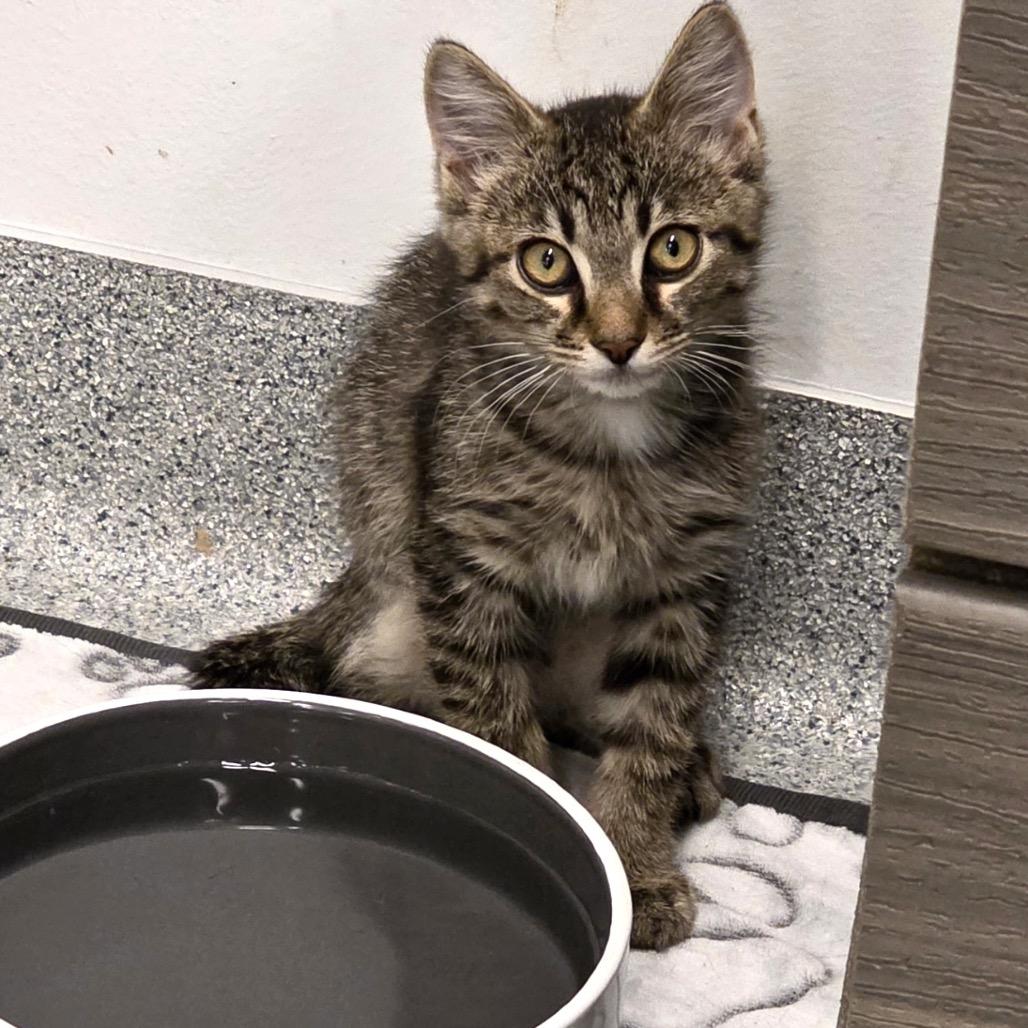 Enlarge Phil, a Adoptable Domestic Short Hair in Wheeling, IL image 2/6