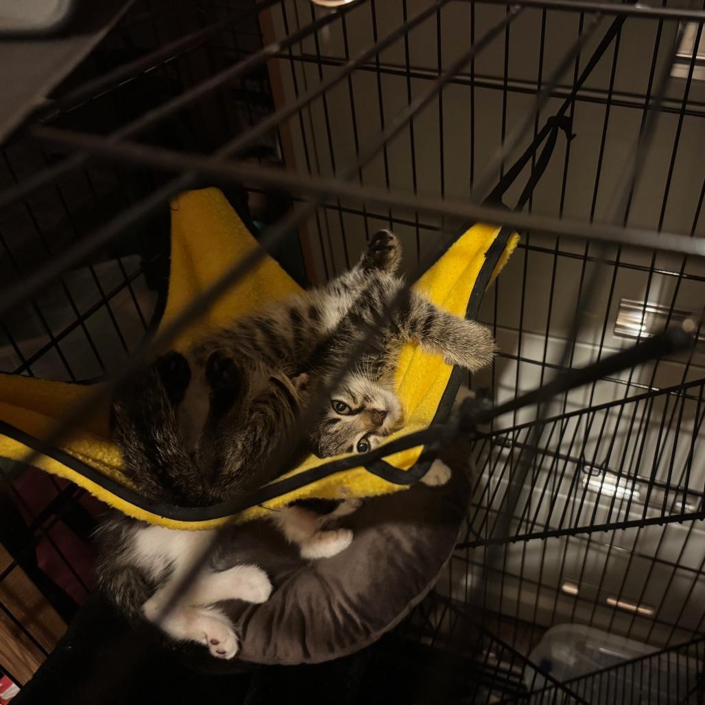 Enlarge Phil, a Adoptable Domestic Short Hair in Wheeling, IL image 3/6