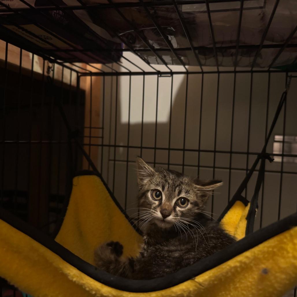 Enlarge Phil, a Adoptable Domestic Short Hair in Wheeling, IL image 5/6