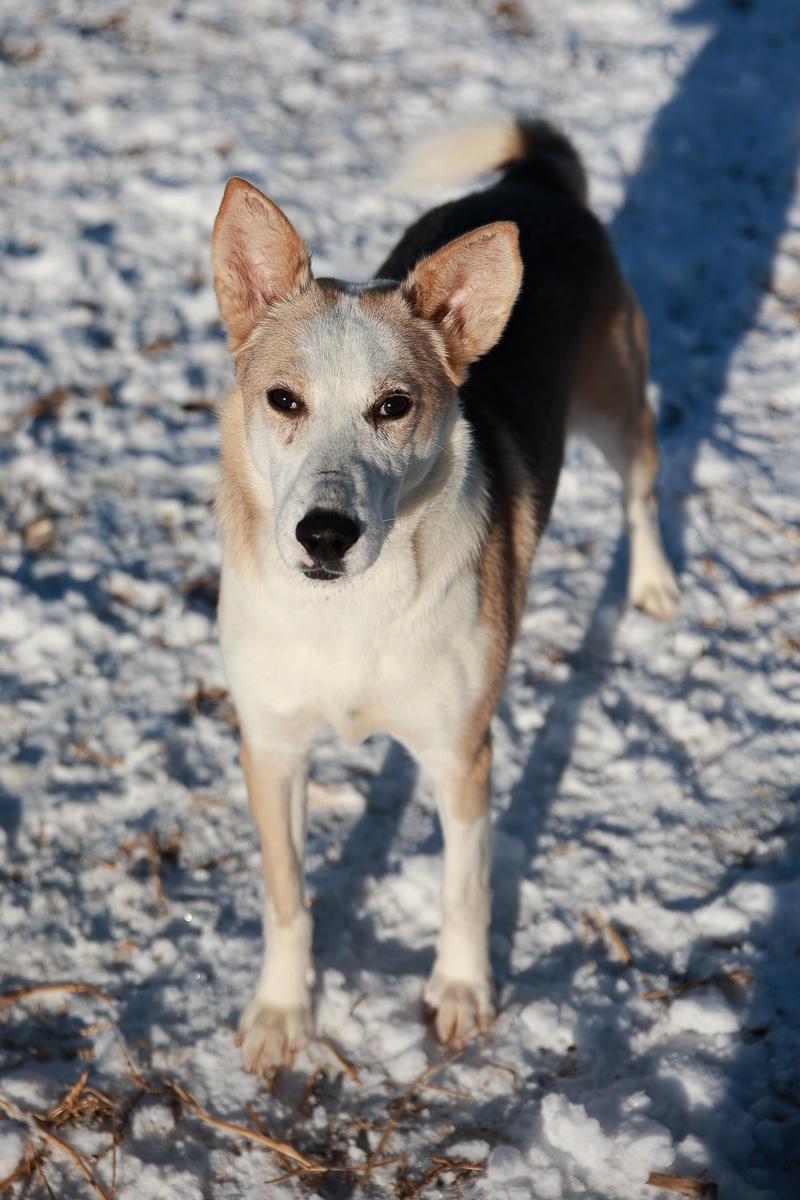 Enlarge Ranger, a Adoptable mixed breed in Loogootee, IN image 5/5