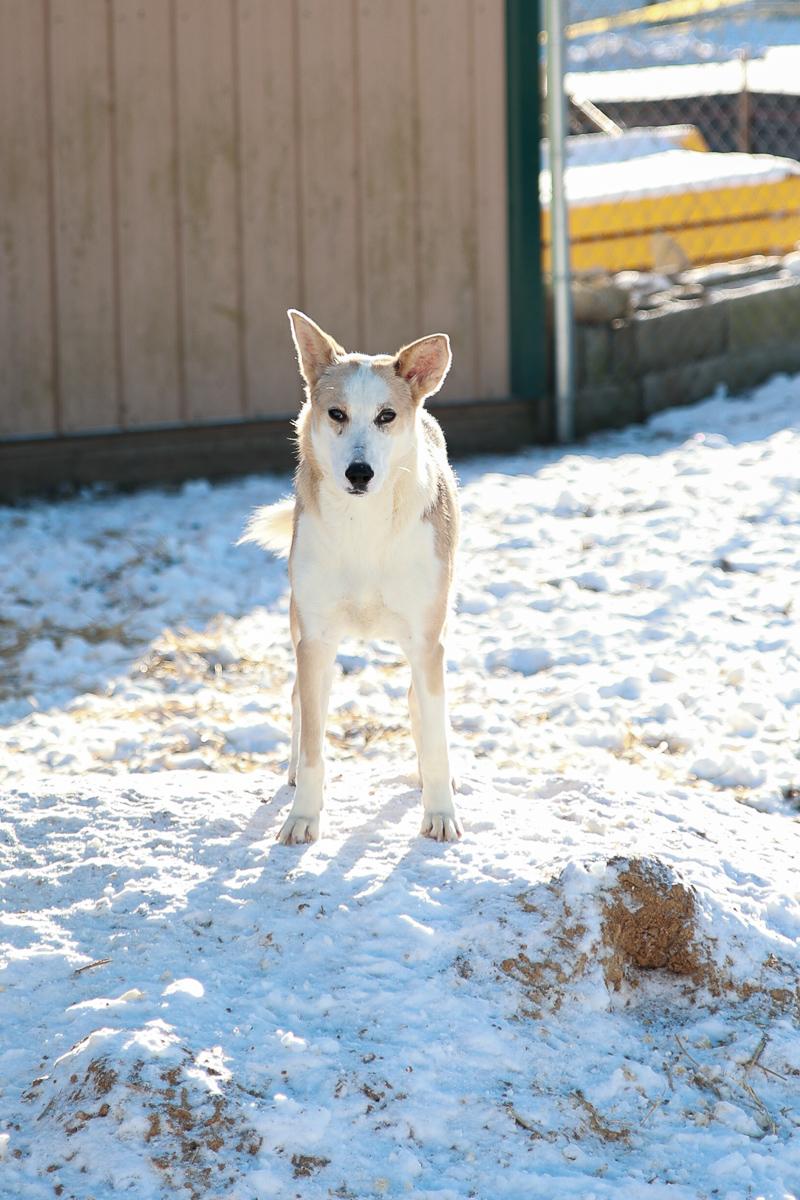 Enlarge Ranger, a Adoptable mixed breed in Loogootee, IN image 2/5