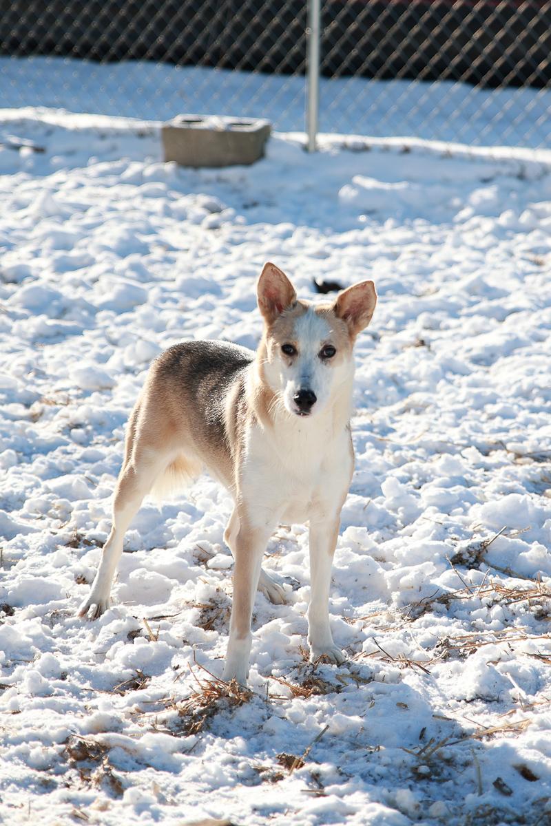 Enlarge Ranger, a Adoptable mixed breed in Loogootee, IN image 4/5