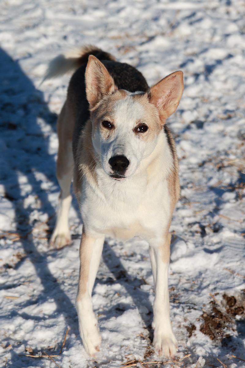 Ranger, Adoptable, Adult Male Shepherd.