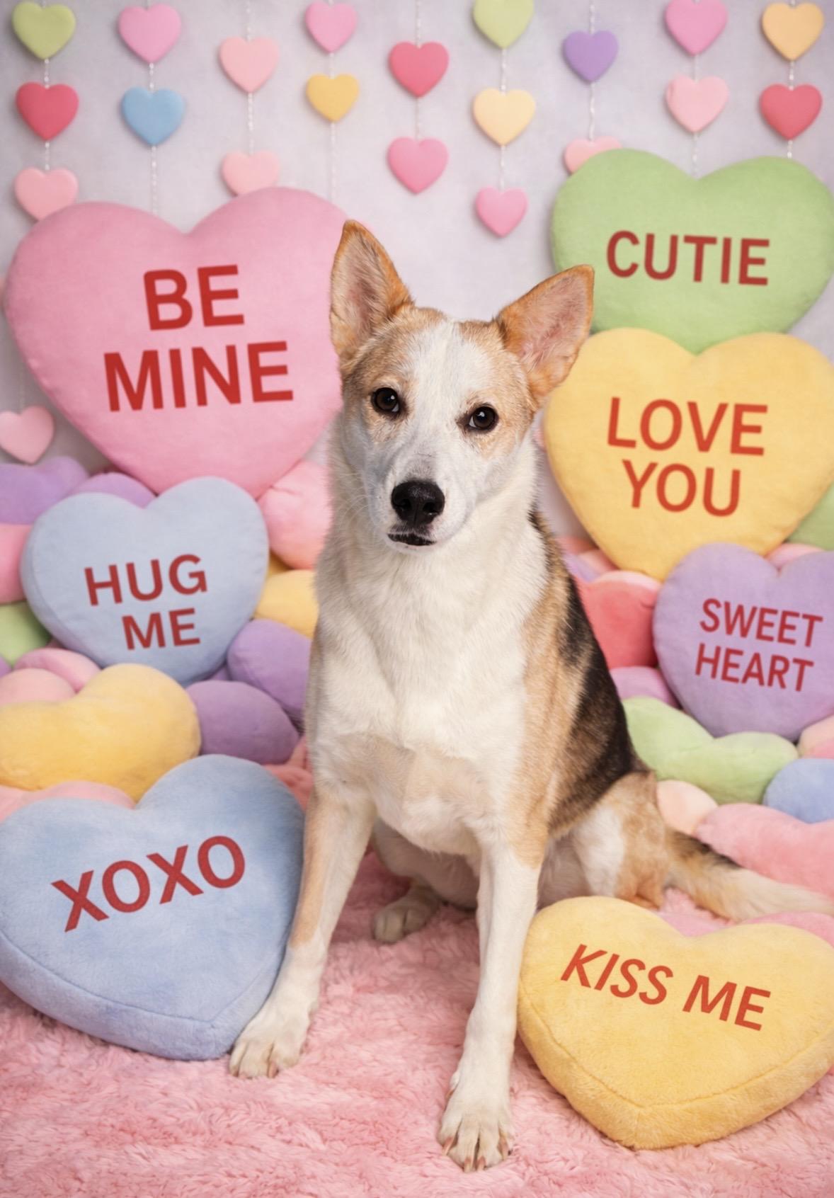 Enlarge Ranger, a Adoptable mixed breed in Loogootee, IN image 1/6