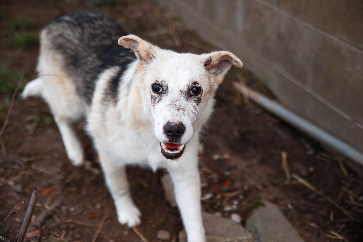 Enlarge Ranger, a Adoptable mixed breed in Loogootee, IN image 3/5
