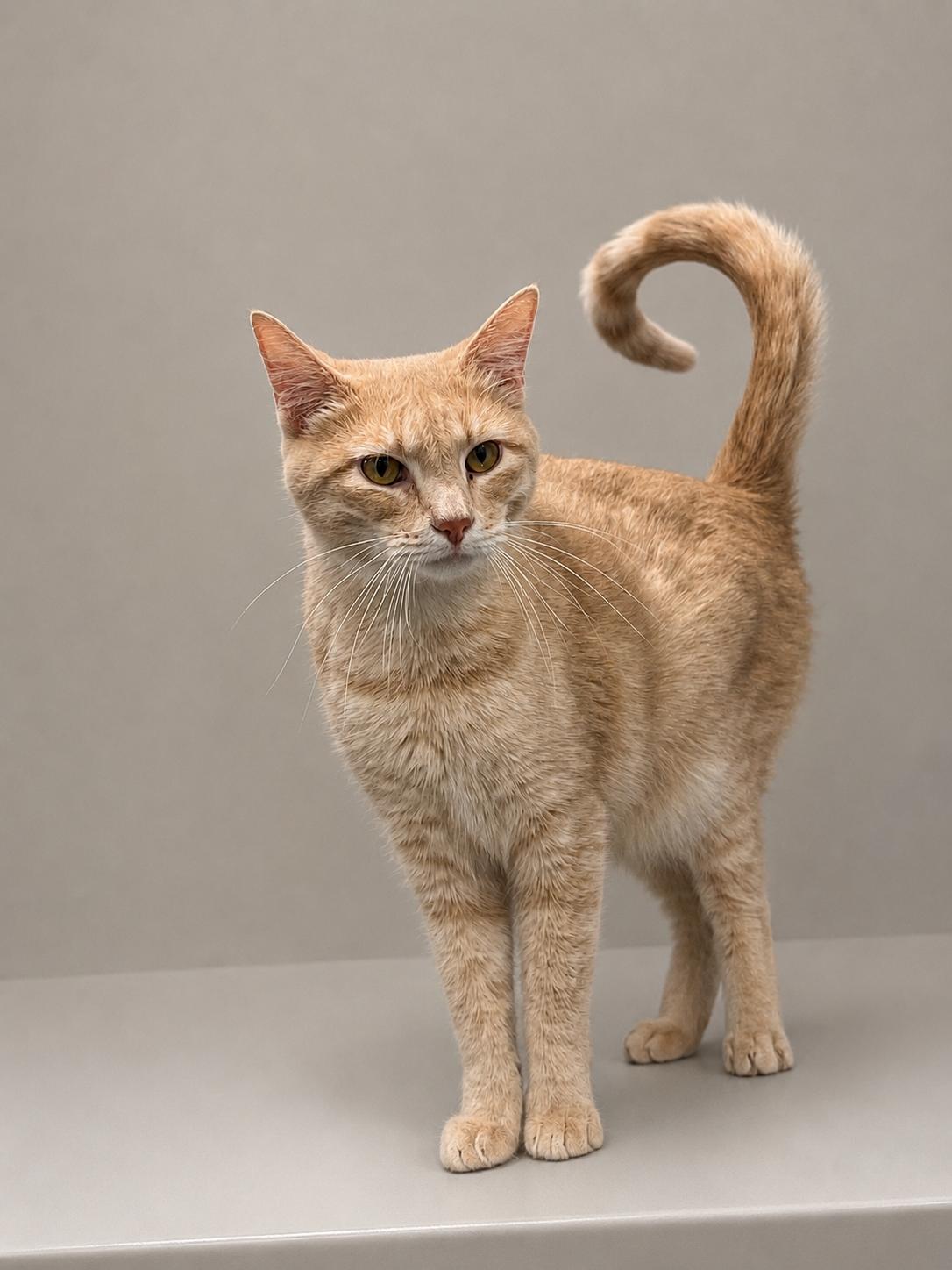 Buffy, an adoptable Domestic Short Hair in Jefferson, IA image 4/4