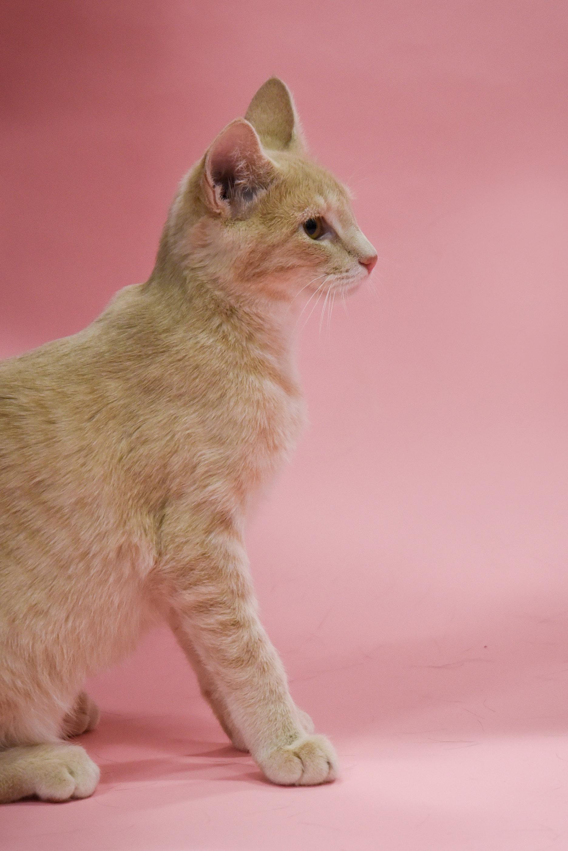 Buffy, an adoptable Domestic Short Hair in Jefferson, IA image 2/4