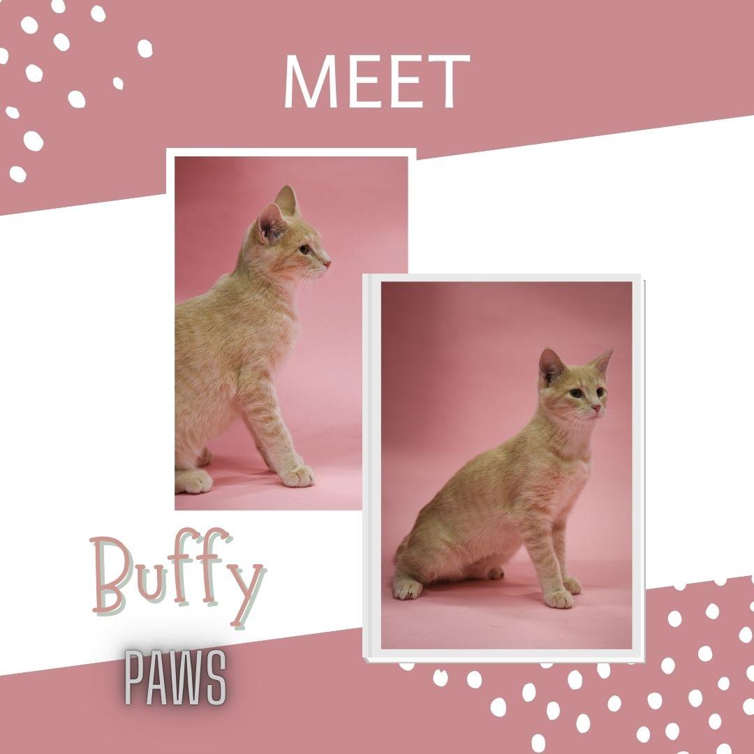 Buffy, adoptable, Adult Female Domestic Short Hair.