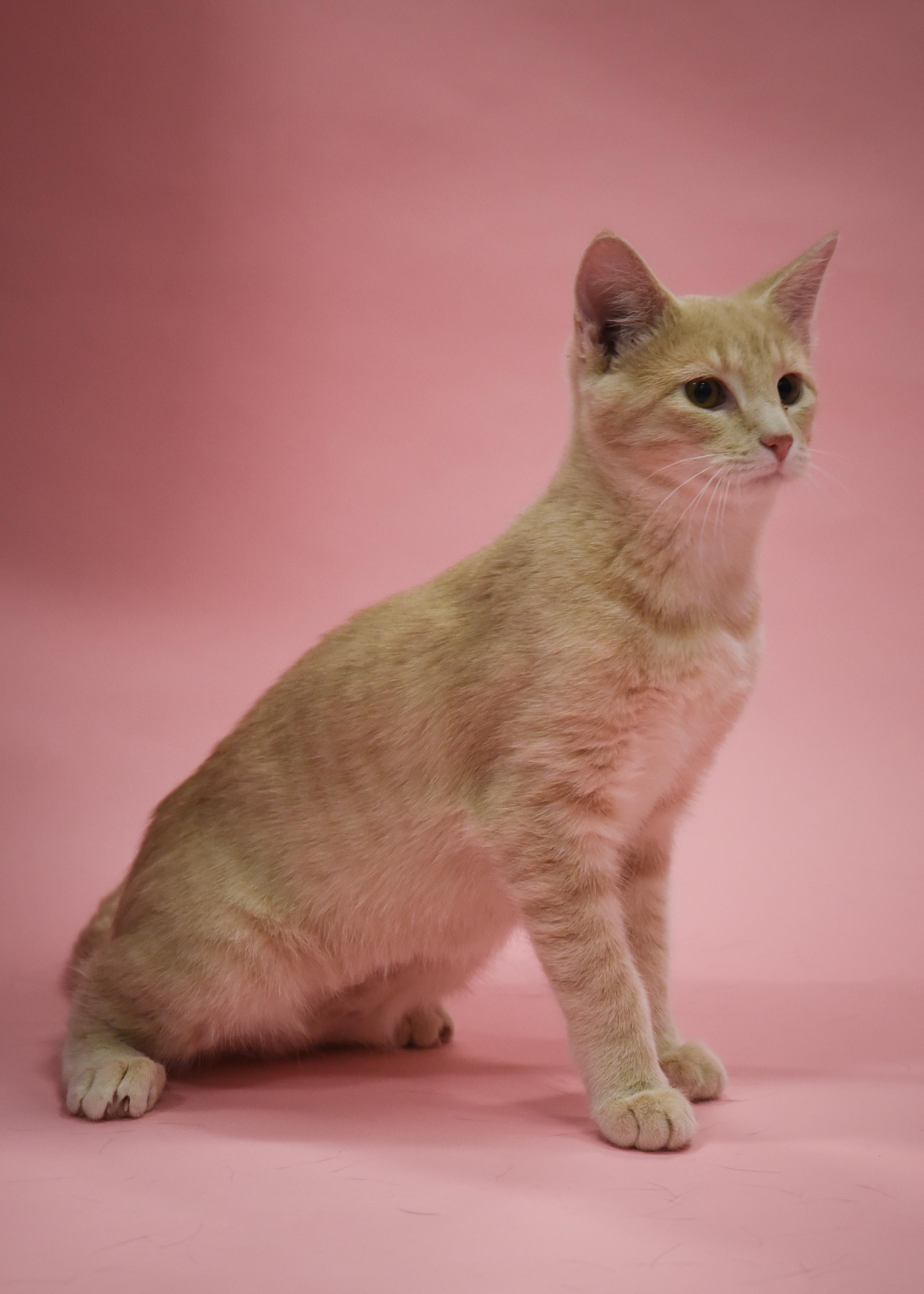 Buffy, an adoptable Domestic Short Hair in Jefferson, IA image 3/4