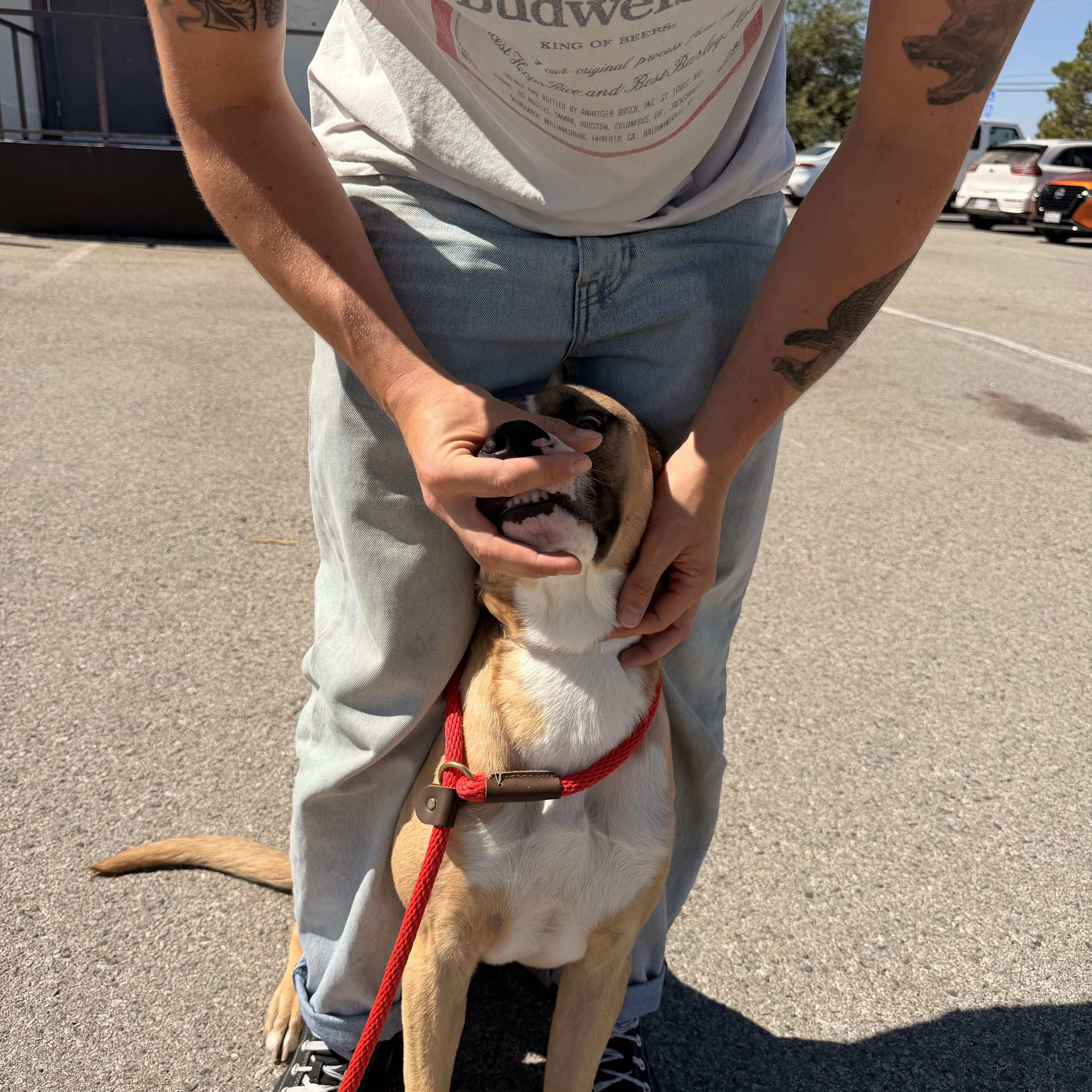Enlarge Elvis, a Adoptable mixed breed in Pacifica, CA image 2/6