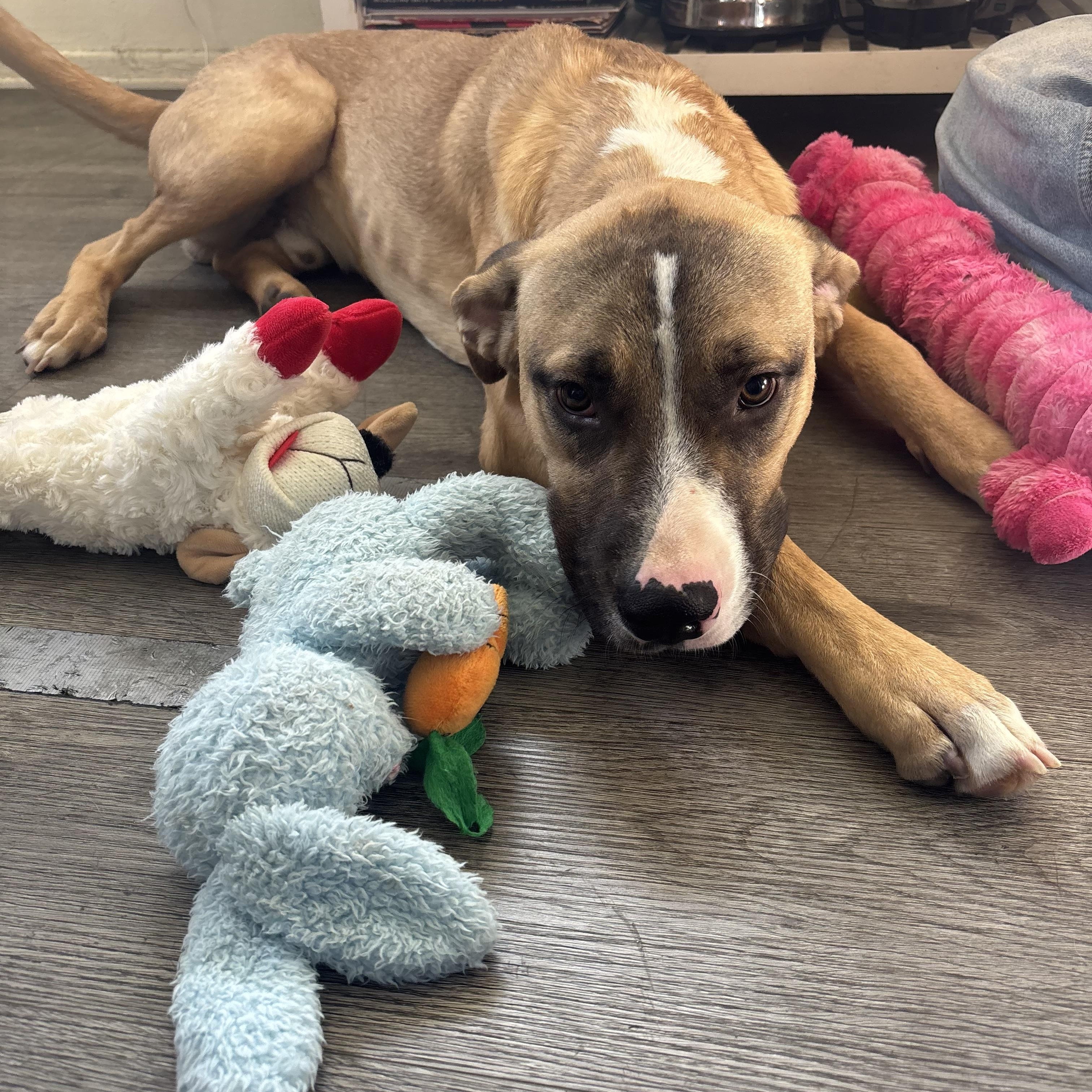 Enlarge Elvis, a Adoptable mixed breed in Pacifica, CA image 1/6