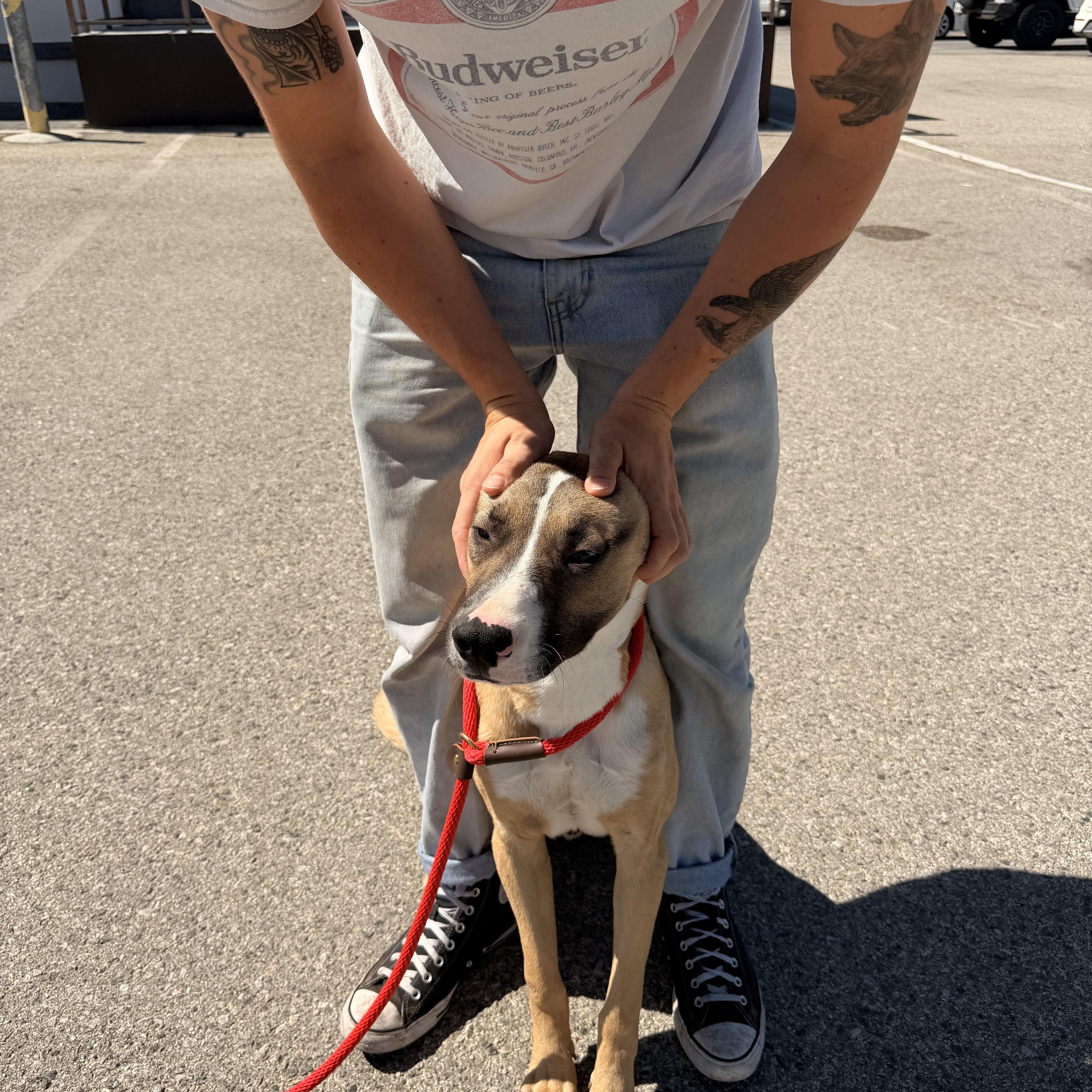 Enlarge Elvis, a Adoptable mixed breed in Pacifica, CA image 3/6