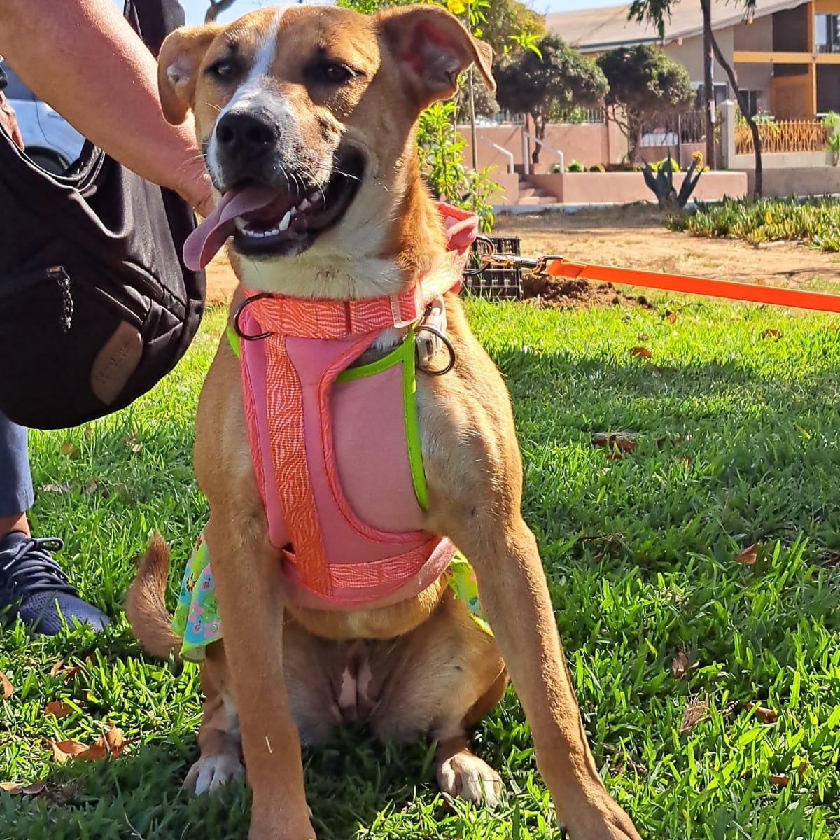 Enlarge Alana, a Adoptable mixed breed in San Diego, CA image 3/6
