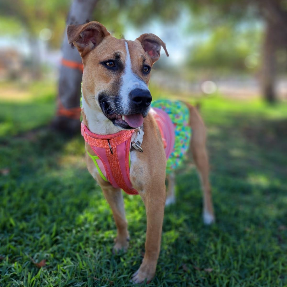 Enlarge Alana, a Adoptable mixed breed in San Diego, CA image 1/6