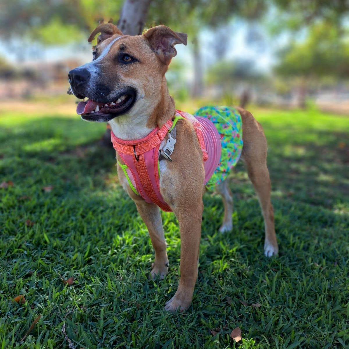 Enlarge Alana, a Adoptable mixed breed in San Diego, CA image 5/6