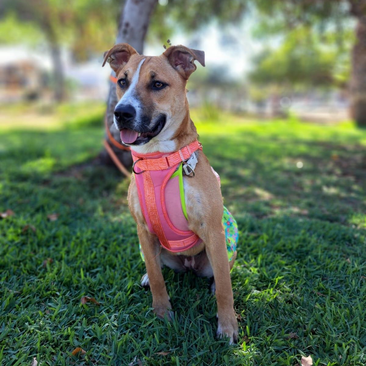 Enlarge Alana, a Adoptable mixed breed in San Diego, CA image 4/6