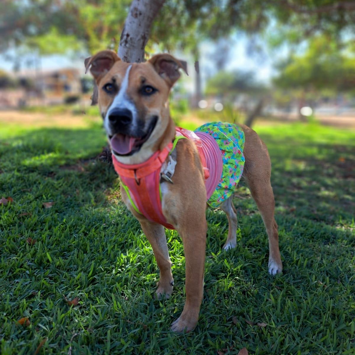 Enlarge Alana, a Adoptable mixed breed in San Diego, CA image 2/6