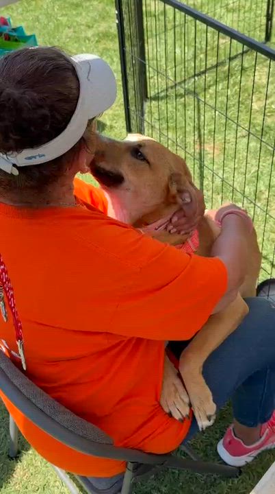 Enlarge Alana, a Adoptable mixed breed in San Diego, CA video 6/6