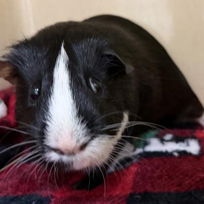 Enlarge Luca, a Adoptable mixed breed in Voorhees, NJ image 1/3